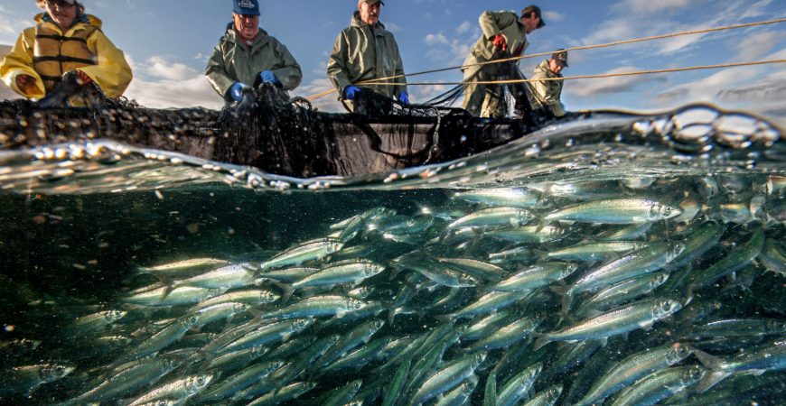 محصولات شیلاتی ایران در 40 سالگی انقلاب 40 برابر افزایش یافت